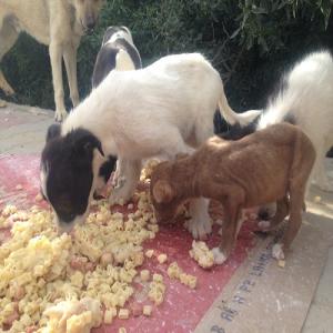 Fonds d'urgence : Campagne de stérilisation des chiens du quartier de l'AOUINA