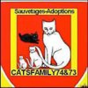 association-cats-family-74--73-jmbgj