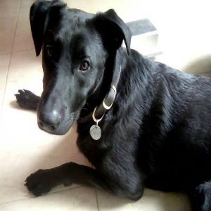 Faust, jeune chien maltraité, à opérer de la patte le 13 juillet 2017