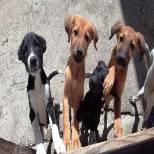 3 chiennes, 14 chiots guadeloupéens 