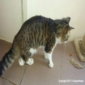 Nazca, chaton abandonné, patte cassée mal ressoudée en attente financement intervention