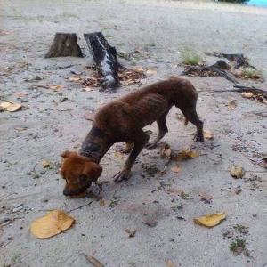 Nousse, sauvetage urgent chien guadeloupéen malade, abandonné sur une plage, en situation très précaire