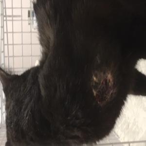 Roméo, chat grièvement blessé, nécrose des tissus, urgence septicémie, opération avant ce 15 mars 2017
