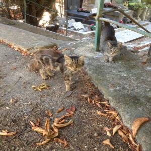 SOS Euthanasie à Marseille : les chats du cimetière en grand danger, massacre à éviter avant le 31 juillet 2017