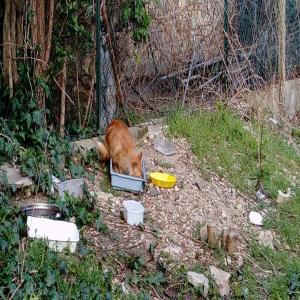 SOS Euthanasie : le cauchemar pour 20 chats après décès, à sauver d'urgence avant l'arrivée des bulldozers le 1er juillet