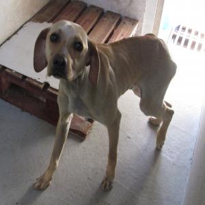 SOS Euthanasie pour Pedro, chien squelettique en fourrière, hors délai, à sauver avant ce vendredi 21 avril 2017