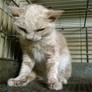 SOS chats empoisonnés, martyrisés, victimes d'humains haineux. Aidez-nous à stopper l'hécatombe avant le 12 novembre 2017