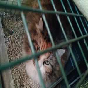 SOS euthanasie pour 7 chats abandonnés à sauver du pire avant le 8 juin 2017
