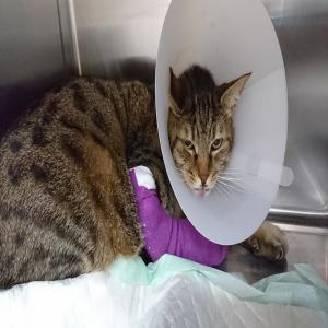 Sos euthanasie : Hiro, chat terrorisé par un feu d'artifice, victime d'une grave chute, à sauver avant le 14.08.2017