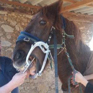 CRIN NOIR et 11 chevaux seniors rescapés