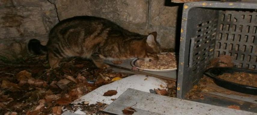 Copain felin chat mangeant soir2