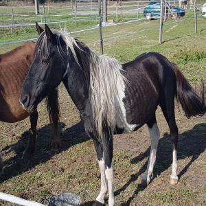 Urgence abattoir, sauvez Fougueux, cheval maltraité, donnez-lui sa chance avant le 4 octobre 2017